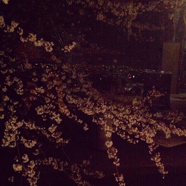 夜桜と夜景を眺めつつ。