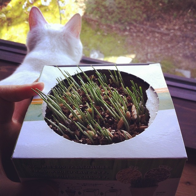 窓に向かって伸びようとする猫草。けなげ。