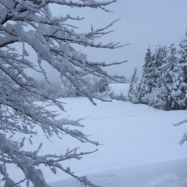 屋根雪落ちる音で目覚めた。急に降りましたねー