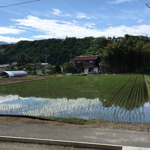 名水で育まれる稲。いいね。