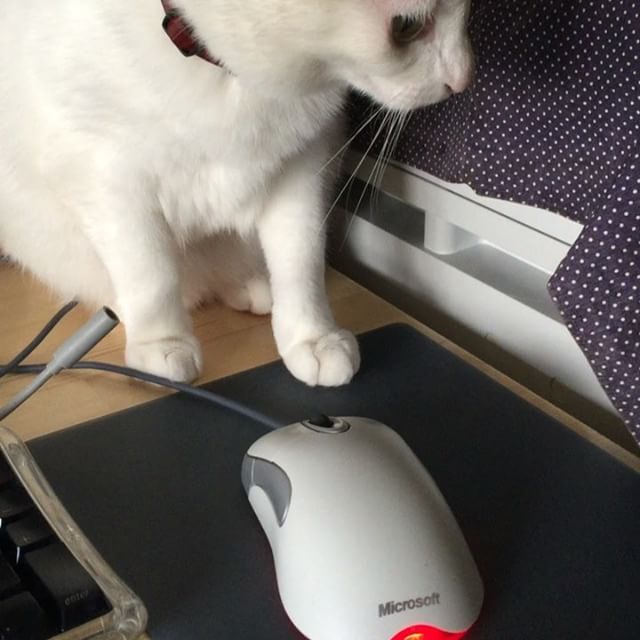 飼い主の #手うめー