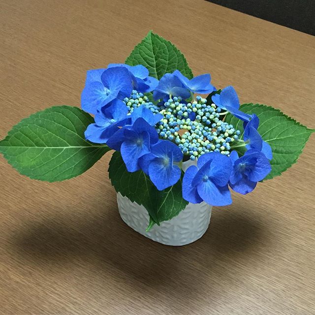 あんまりお花とか飾ることないのだけど、花瓶をもらったので。お庭の紫陽花。