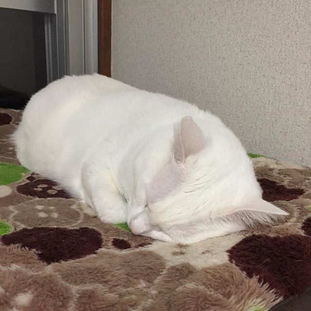 香箱座りからの崩壊を見た。香箱座りを調べたら、#catloaf というらしい。パンの塊ということだそうだ....。#香箱座り選手権 というタグが個人的にツボです。