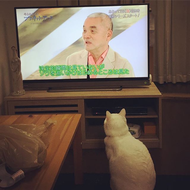 いわごうさんだね〜。昨日の別カット。猫もテレビ見るんだなあー。