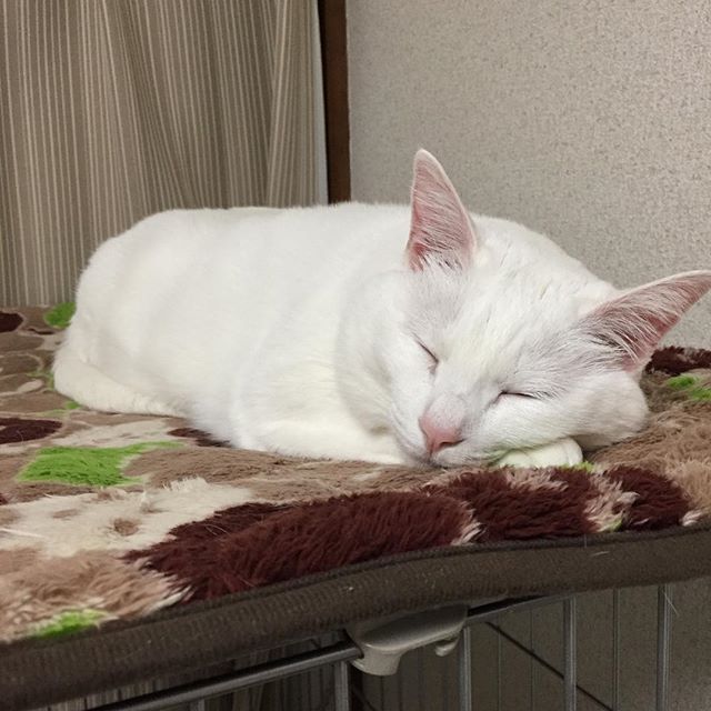 徹夜覚悟の飼い主を黙って見守るかたいこちゃん。