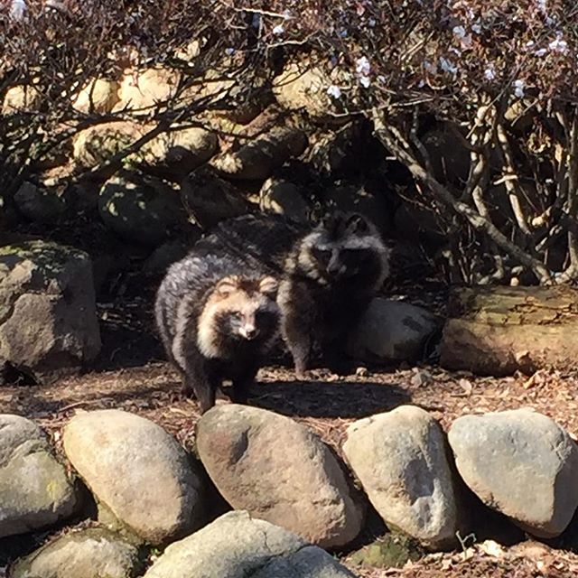 タヌキもいた。あとニホンザルの猿山もあった。イノシシとか鹿とか、ポニーとか。鳥インフルの影響で鳥さんたちは遠目にしか見られなかった。