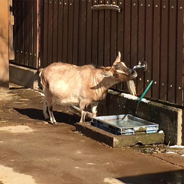 蛇口から直に水を飲むヤギさん。日曜日ぐらい脱引きこもりということで、お家から車で20分ぐらいのアルプス公園とやらへ。アスレチックとかがあったり、芝生広場があったり、動物が居たり。モルモット初めて近くで見たけど可愛いものだね、鳴くんだね、結構動きせわしいね（写真ないです）