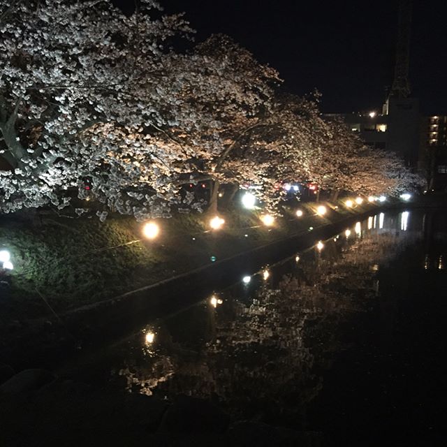 松本城へ、ちょっと夜桜見物。近いっていいね。