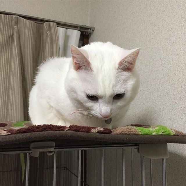 おかーちゃんが寝落ちたら起こしてねって言われた猫は、眠そう。