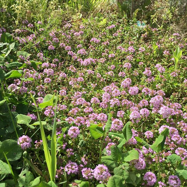 タイムにお花が咲いたー。