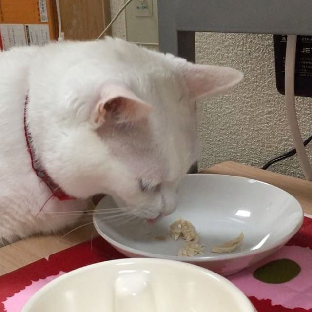 食べ始めた！と思ったら、一気に完食しおった.....お皿、なめてます.....