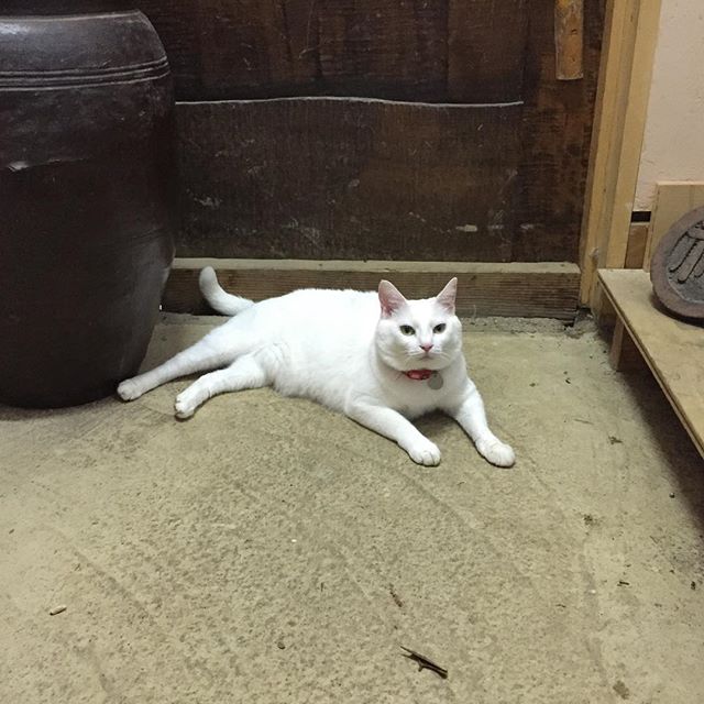 通せんぼ。富山へ帰省中、一緒に連れてこられたものの、東福寺野でひとり留守番の猫さん。