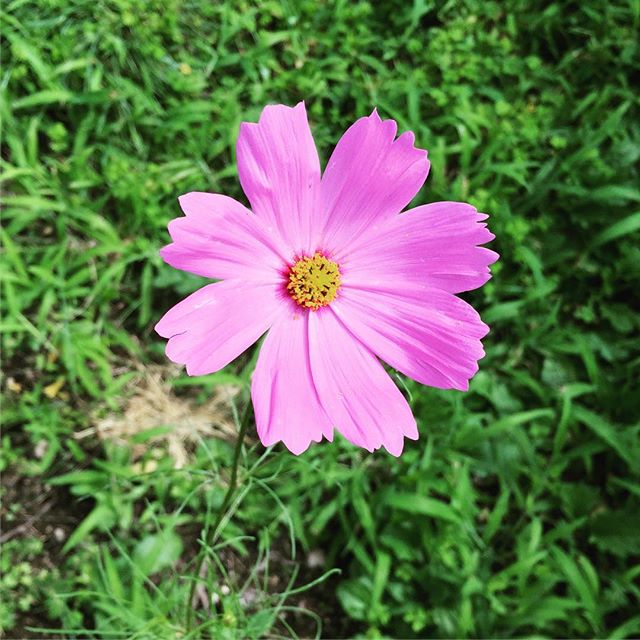 母の好きな花でもある。去年植えたののタネが落ちていたらしく、大小さまざま、場所もあちこちって感じで咲いてる。