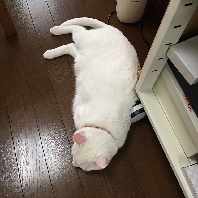 あったかくなると、床に猫が落ちてること増えるね。