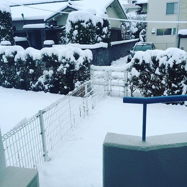 昨日からずっとお外白い...でも今日の最高気温10度ですって。とけるかな