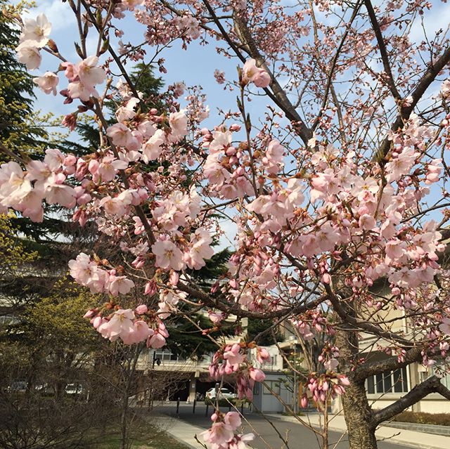 ひとり花見。出かけたことは内緒。高遠の桜が見たかったんだーい。#天下第一の桜