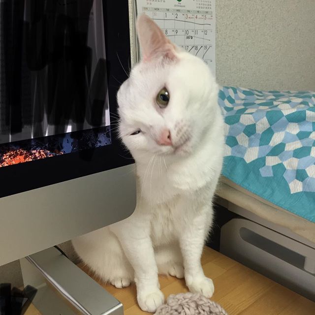 構ってほしい猫さん。モニタにすりすりしてかわいさアピールなのかもしれないが、iMacが倒れないかヒヤヒヤするだけの飼い主ですよ。#お邪魔しますでお仕事中断#遊びませんから#ごはんはまだまだ先です#本日のココさん