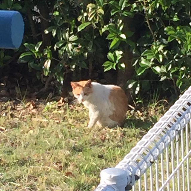 隣のお庭に猫さん。身体中かいかいなご様子....