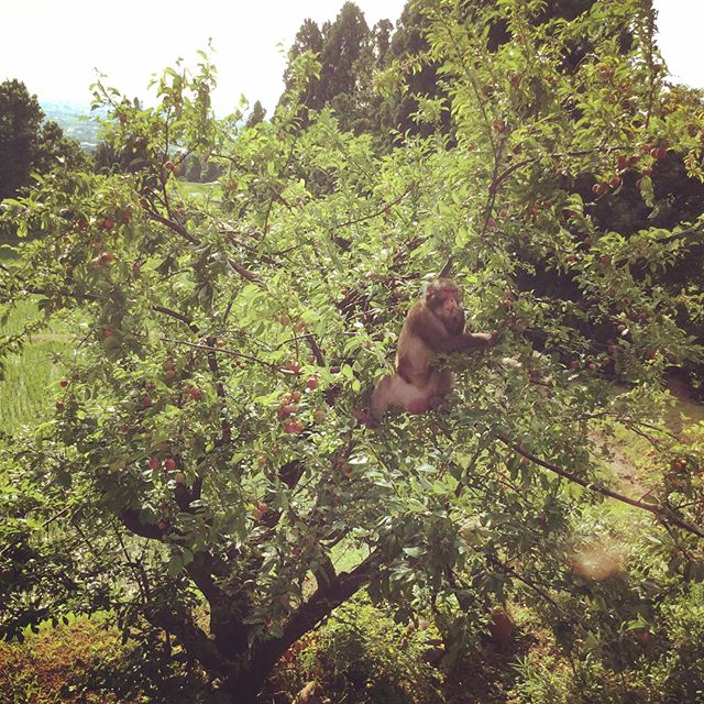 東福寺野のお家にあるスモモの木が猿軍団の襲撃に遭ったらしい。ボス猿？のふてぶてしさよ...。実母いわく怖かったって。子猿もたくさん。