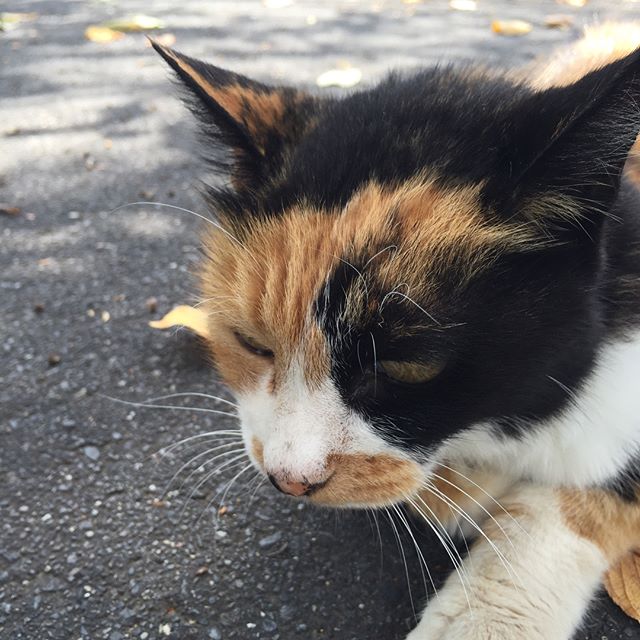 フレンドリーな猫さんにまた会った。痩せっぽっちで小さい。野良なのかなあ...