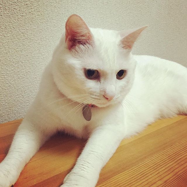 遊び方に少々不満のある猫#本日のココさん#飼い主は片手間に遊ぶから#もしくはからかって遊ぶから#ちょっぴり不満顔