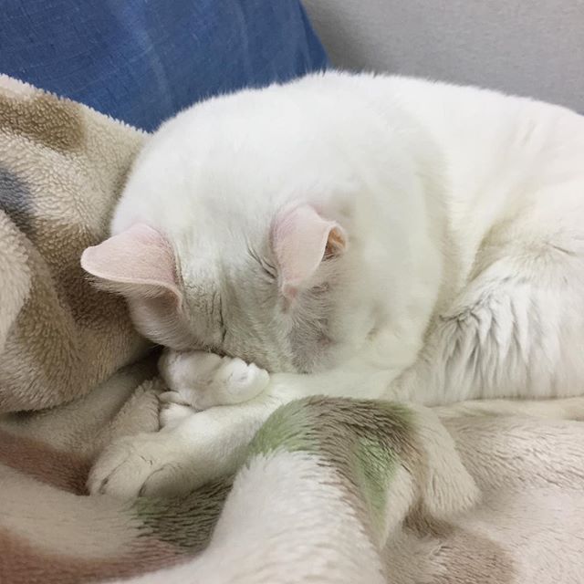 ほぼ猫（固定タイトル）