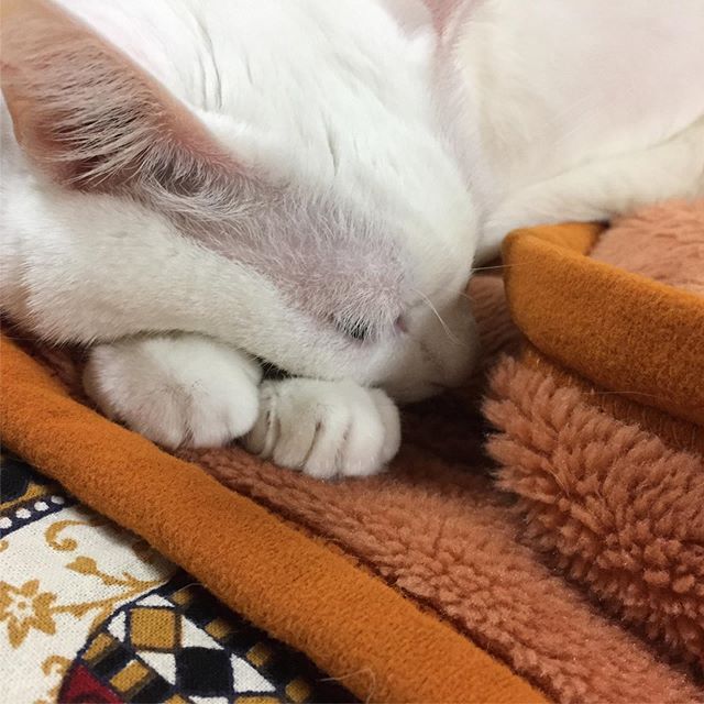 ほぼ猫（固定タイトル）