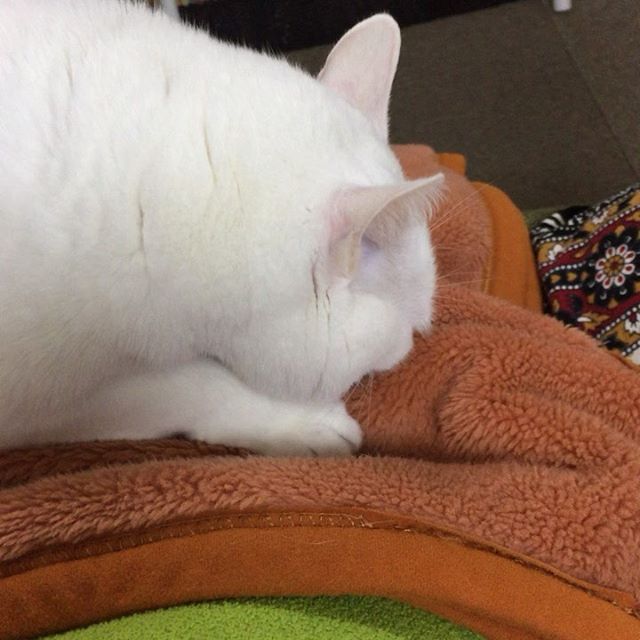 ほぼ猫（固定タイトル）