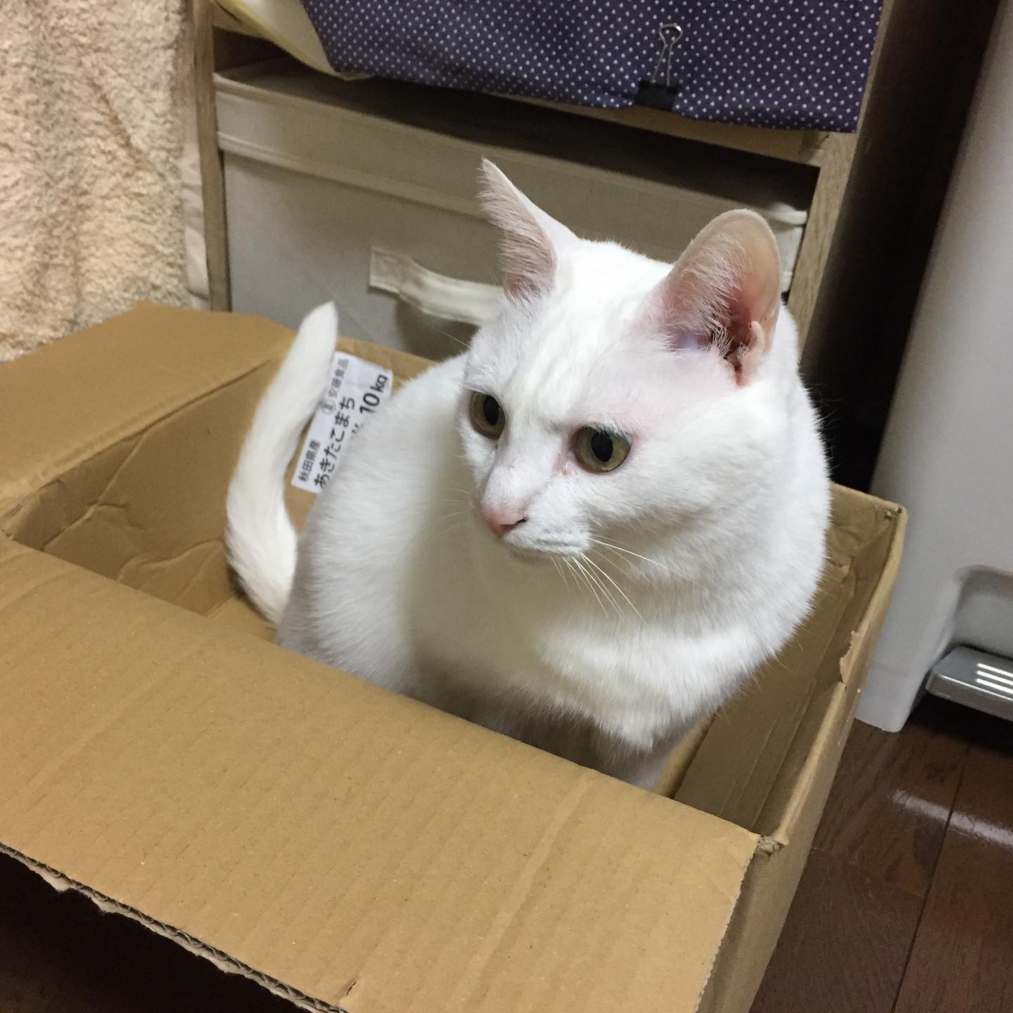 ほぼ猫（固定タイトル）