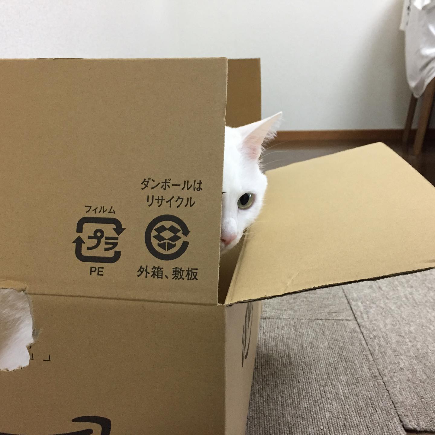 ほぼ猫（固定タイトル）