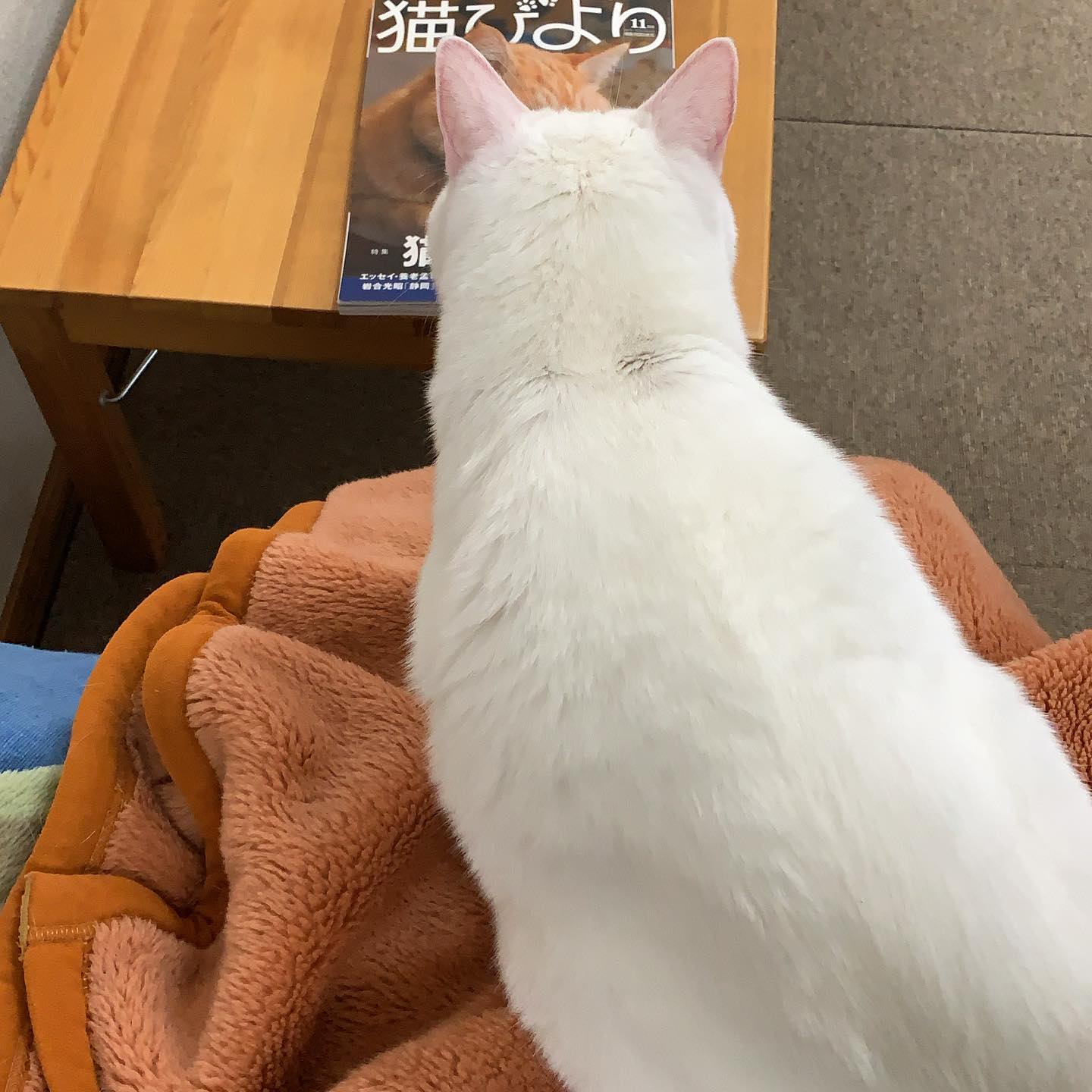 ほぼ猫（固定タイトル）